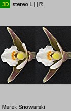 Epipactis palustris (kruszczyk błotny)