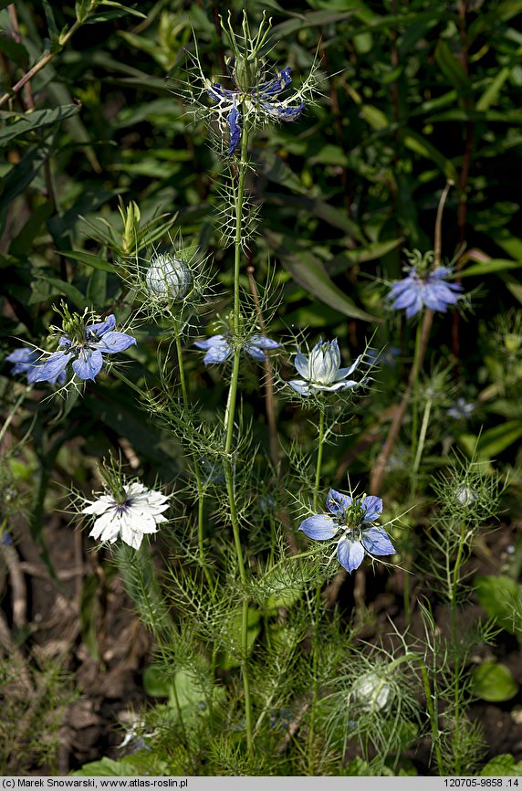 Nigella damascena (czarnuszka damasceńska)