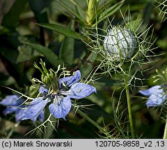 Nigella damascena (czarnuszka damasceńska)