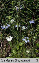 Nigella damascena (czarnuszka damasceńska)