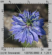 Nigella damascena (czarnuszka damasceńska)