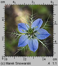 Nigella damascena (czarnuszka damasceńska)