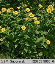 Heliopsis scabra (skwarota szorstka)