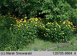 Heliopsis scabra (skwarota szorstka)