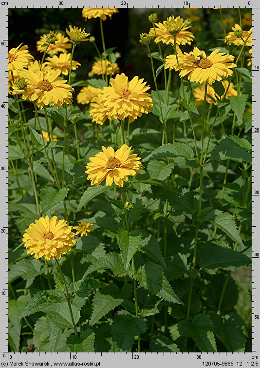 Heliopsis scabra (skwarota szorstka)