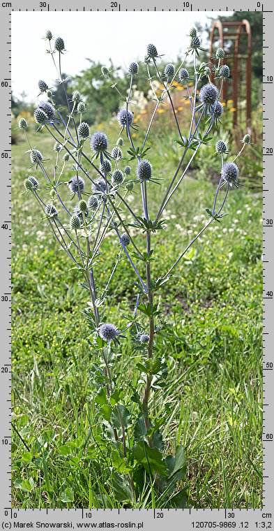 Eryngium planum (mikołajek płaskolistny)