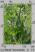 Eryngium planum (mikołajek płaskolistny)