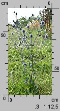 Eryngium planum (mikołajek płaskolistny)