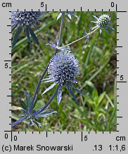 Eryngium planum (mikołajek płaskolistny)