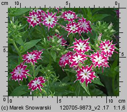 Phlox drummondii (floks Drummonda)