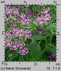 Phlox drummondii (floks Drummonda)