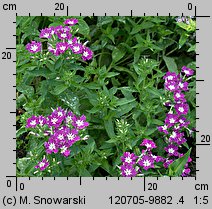 Phlox drummondii (floks Drummonda)