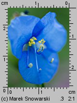 Commelina coelestis (komelina bulwiasta)