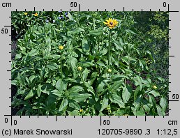 Rudbeckia hirta (rudbekia owłosiona)