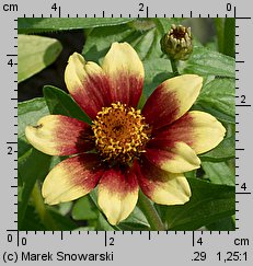 Zinnia haageana (cynia wąskolistna)