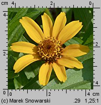 Zinnia haageana (cynia wąskolistna)