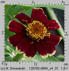 Zinnia haageana (cynia wąskolistna)