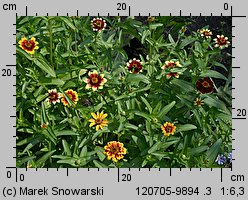 Zinnia haageana (cynia wąskolistna)