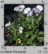 Nemesia strumosa (nemezja powabna)