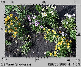 Nemesia strumosa (nemezja powabna)