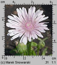 Crepis rubra (pępawa czerwona)