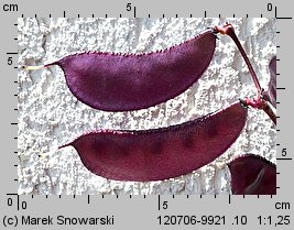 Lablab purpureus (fasolnik egipski)