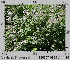 Hydrangea serrata (hortensja piłkowana)