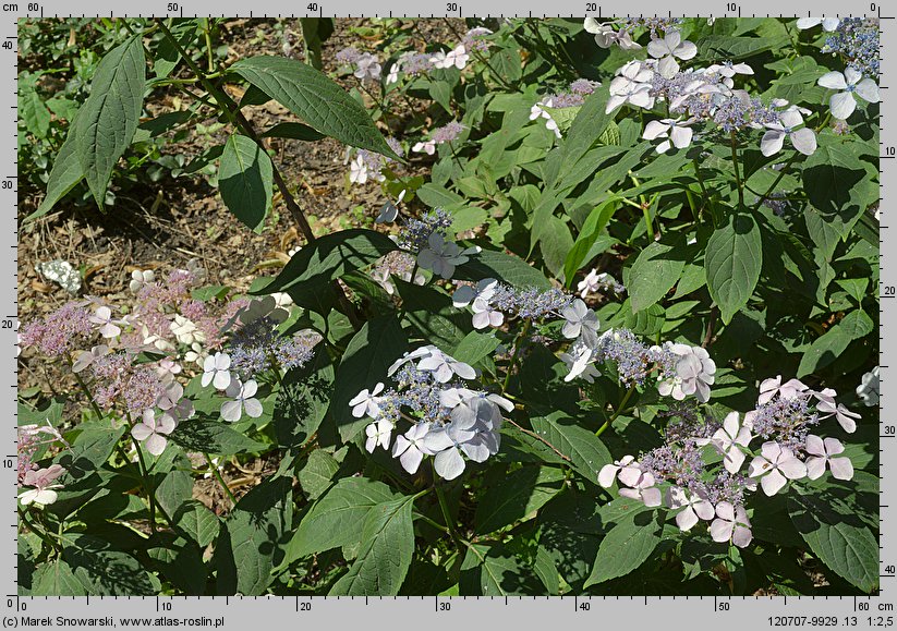 Hydrangea serrata (hortensja piłkowana)