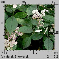 Hydrangea serrata (hortensja piłkowana)