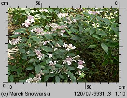 Hydrangea serrata (hortensja piłkowana)