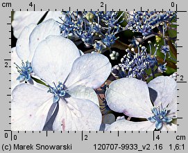 Hydrangea serrata (hortensja piłkowana)