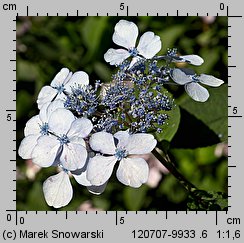 Hydrangea serrata (hortensja piłkowana)