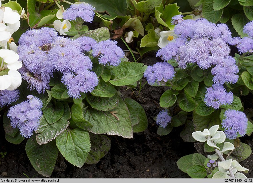 Ageratum houstonianum (żeniszek meksykański)