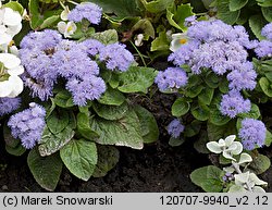 Ageratum houstonianum (żeniszek meksykański)