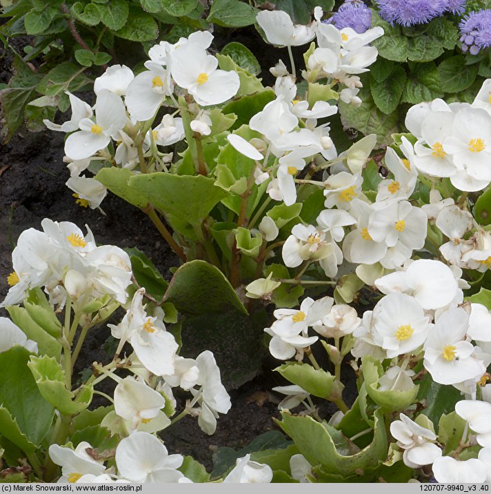 Begonia ×hortensis (begonia stale kwitnąca)