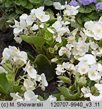 Begonia ×hortensis (begonia stale kwitnąca)