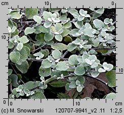 Helichrysum petiolare (kocanki włochate)