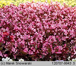 Begonia ×hortensis (begonia stale kwitnąca)