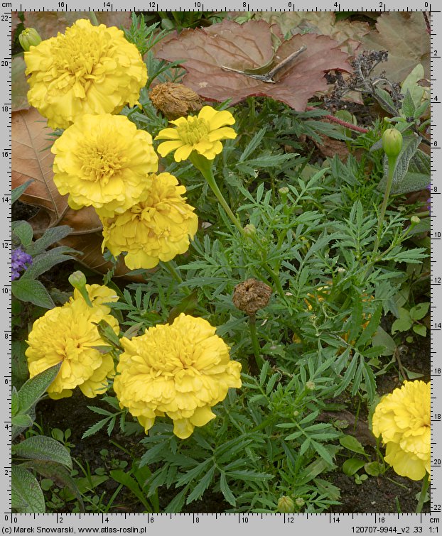 Tagetes patula (aksamitka rozpierzchła)