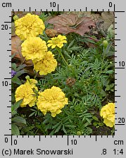 Tagetes patula (aksamitka rozpierzchła)