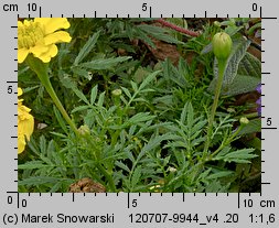 Tagetes patula (aksamitka rozpierzchła)