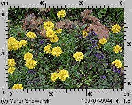 Tagetes patula (aksamitka rozpierzchła)