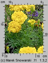 Tagetes patula (aksamitka rozpierzchła)