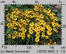 Coreopsis tinctoria (nachyłek barwierski)