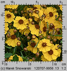 Coreopsis tinctoria (nachyłek barwierski)