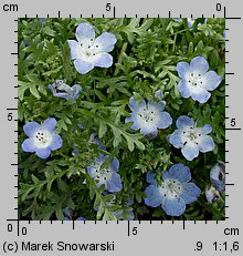 Nemophila menziesii (porcelanka błękitna)