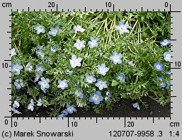 Nemophila menziesii (porcelanka błękitna)