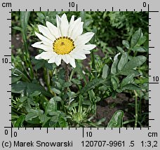 Gazania ×hybrida (gazania lśniąca)