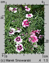 Dianthus chinensis (goździk chiński)