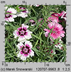 Dianthus chinensis (goździk chiński)
